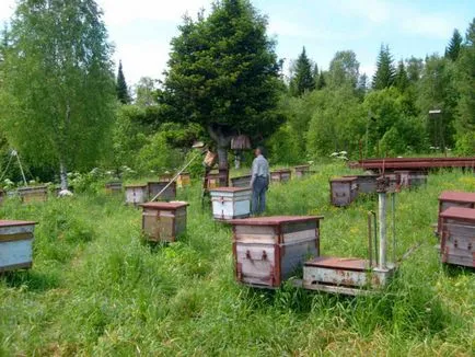 Apiary erdőben