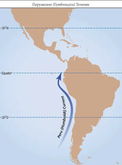 Peruvian Humboldt curent, Pronto hasta