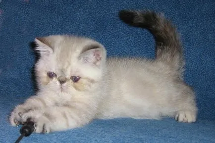 Perzsa kiscicák fotó