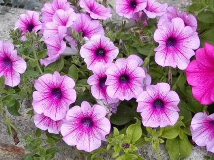 Petunia és egyre surfiniya