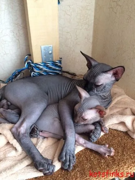 pisoi alimentare și pisici Sphynx, sphinx