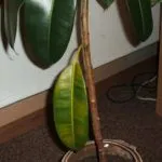 Защо листата са паднали от Ficus