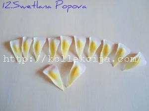 Plumeria от foamirana