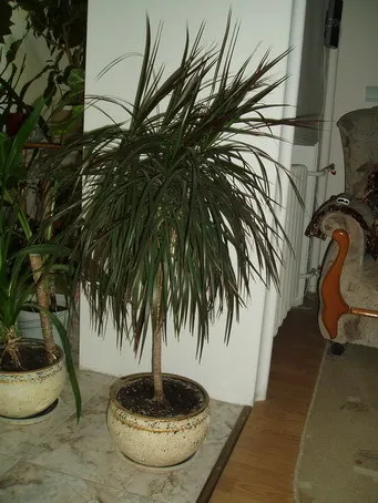 Miért beteg dracaena, sárkánycserje