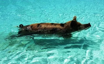 Plutitoare de porc în Bahamas (22 poze)