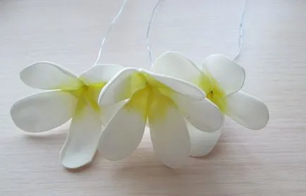 Plumeria foamirana точкови микрона със снимка, майстор-клас foamirana