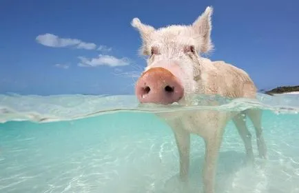 Plutitoare de porc în Bahamas (22 poze)