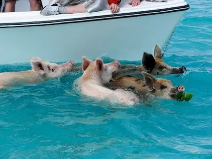Plutitoare de porc în Bahamas (22 poze)