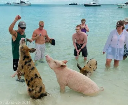 Plutitoare de porc în Bahamas (22 poze)