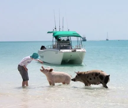 Plutitoare de porc în Bahamas (22 poze)