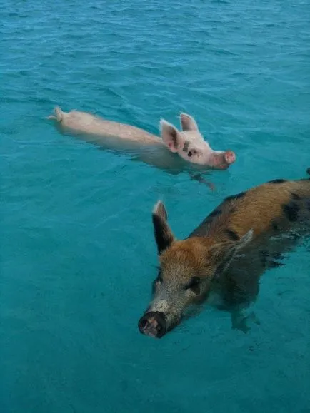 Plutitoare de porc în Bahamas (22 poze)