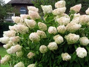 O descriere detaliată a regulilor de plantare paniculata Hydrangea și îngrijirea ei într-o grădină acasă