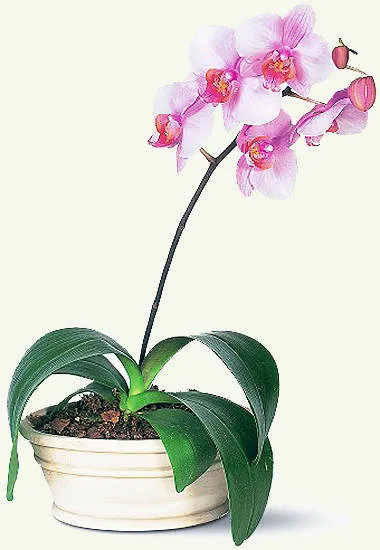 Hasznos tulajdonságai az orchidea, jó tanács