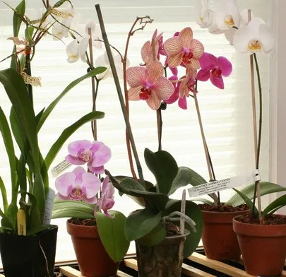 Hasznos tulajdonságai az orchidea, jó tanács