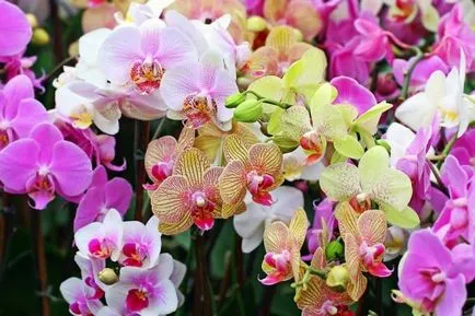 Полезните свойства на орхидеята, добри съвети