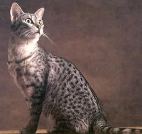 Breed macskák egyiptomi, a legjobb barátok