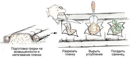 Plantarea căpșuni pe agrovoloknom - sfaturi de la greensad