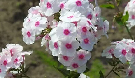 ültetés Phlox