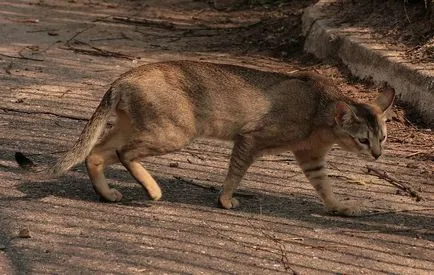 Cat порода Ceausu (chausie)