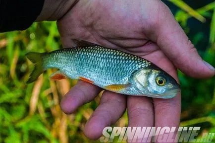 Popper-lánctalpas Halco éjjeljáró, hold, spinningline - Horgászat portál és áruház