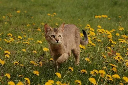 Cat rasa Ceausu fotografie, descriere rasa, în cazul în care aceste pisici, pisici, pisici preț Ceausu