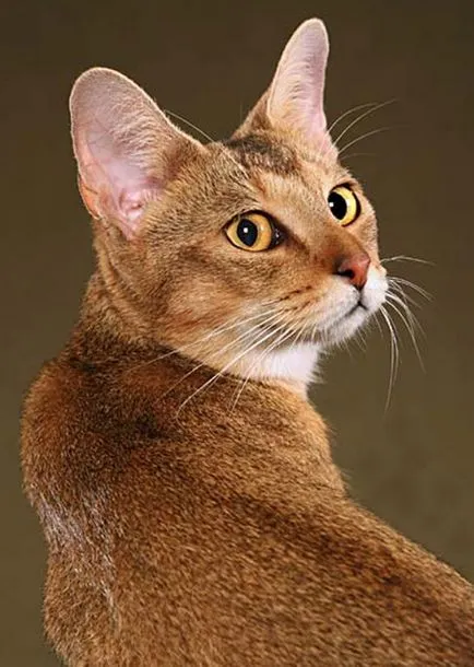 Cat порода Ceausu (chausie)