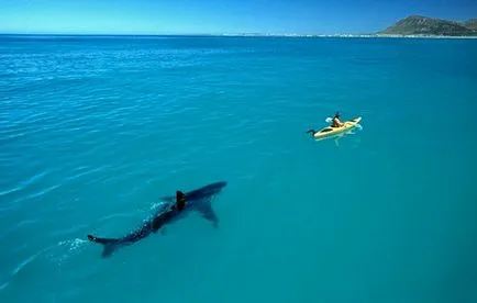 Reguli de conduită în mări și oceane, în cazul în care există un rechini - ghid de călătorie cognitiv