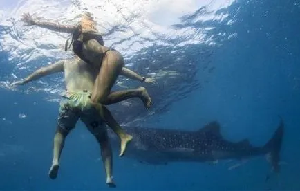 Reguli de conduită în mări și oceane, în cazul în care există un rechini - ghid de călătorie cognitiv