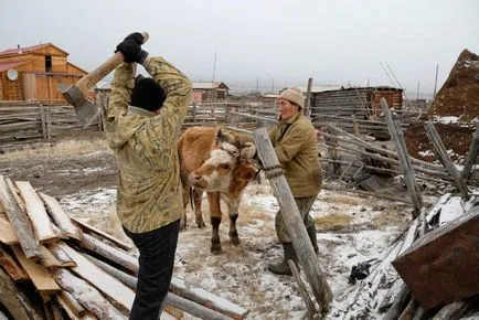 Правилната крава клане