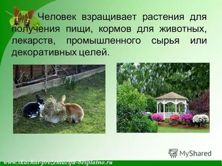 Представяне на културните растения изтеглите безплатно и без регистрация