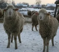 Продавай фина вълна Merino порода овце