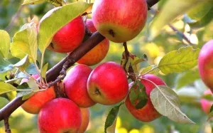 Altoirea butași de mere proaspete în perioadele de vară, ghid video