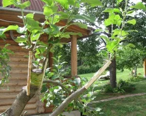 Oltás dugványok friss alma a nyári időszakban, a videó útmutató