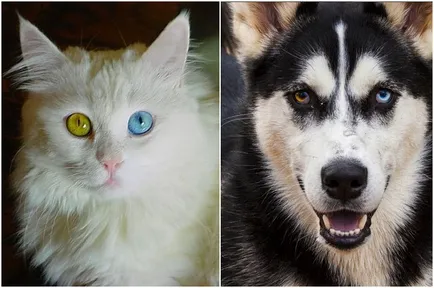 Természetes heterochromia 13 hihetetlenül szép állatokat színű szemek