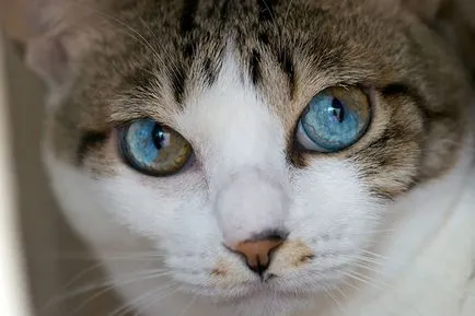 Természetes heterochromia 13 hihetetlenül szép állatokat színű szemek