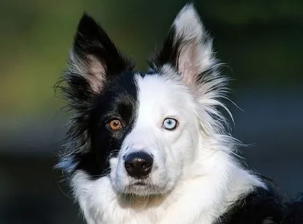 Természetes heterochromia 13 hihetetlenül szép állatokat színű szemek