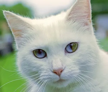 Természetes heterochromia 13 hihetetlenül szép állatokat színű szemek