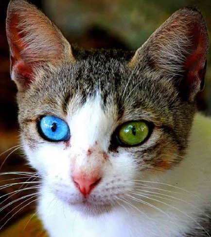 Természetes heterochromia 13 hihetetlenül szép állatokat színű szemek