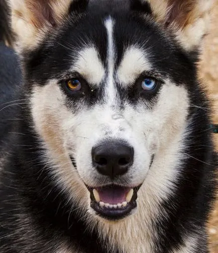 Természetes heterochromia 13 hihetetlenül szép állatokat színű szemek