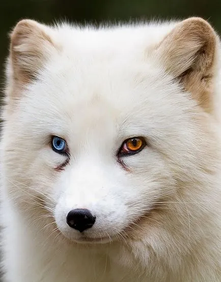 Természetes heterochromia 13 hihetetlenül szép állatokat színű szemek