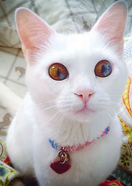 Természetes heterochromia 13 hihetetlenül szép állatokat színű szemek