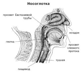 Изплакването на носа - Нети йога