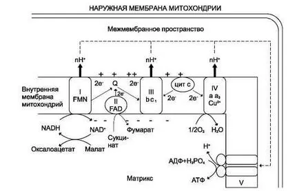 gradient de protoni și un potențial electrochimic - studopediya