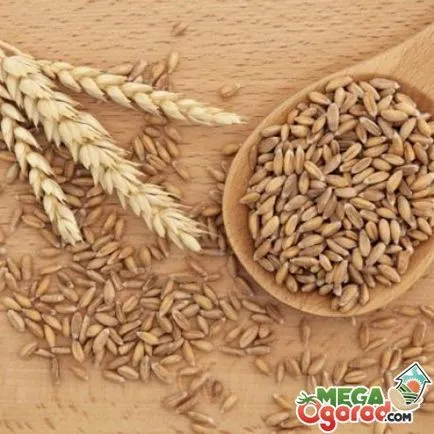 grâu Germinare pentru cerințele și recomandările de bază alimentare