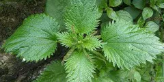 Motherwort билка, използване на тинктура, снимки