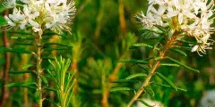 Motherwort билка, използване на тинктура, снимки