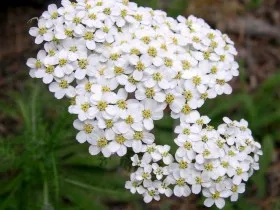 Növények száraz kert, mályvarózsa, télizöld, Euphorbia, boróka, borbolya, fotó és videó