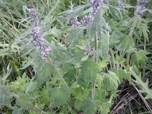 Motherwort билка, използване на тинктура, снимки