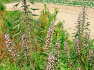 Motherwort билка, използване на тинктура, снимки