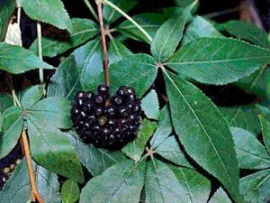 Motherwort билка, използване на тинктура, снимки